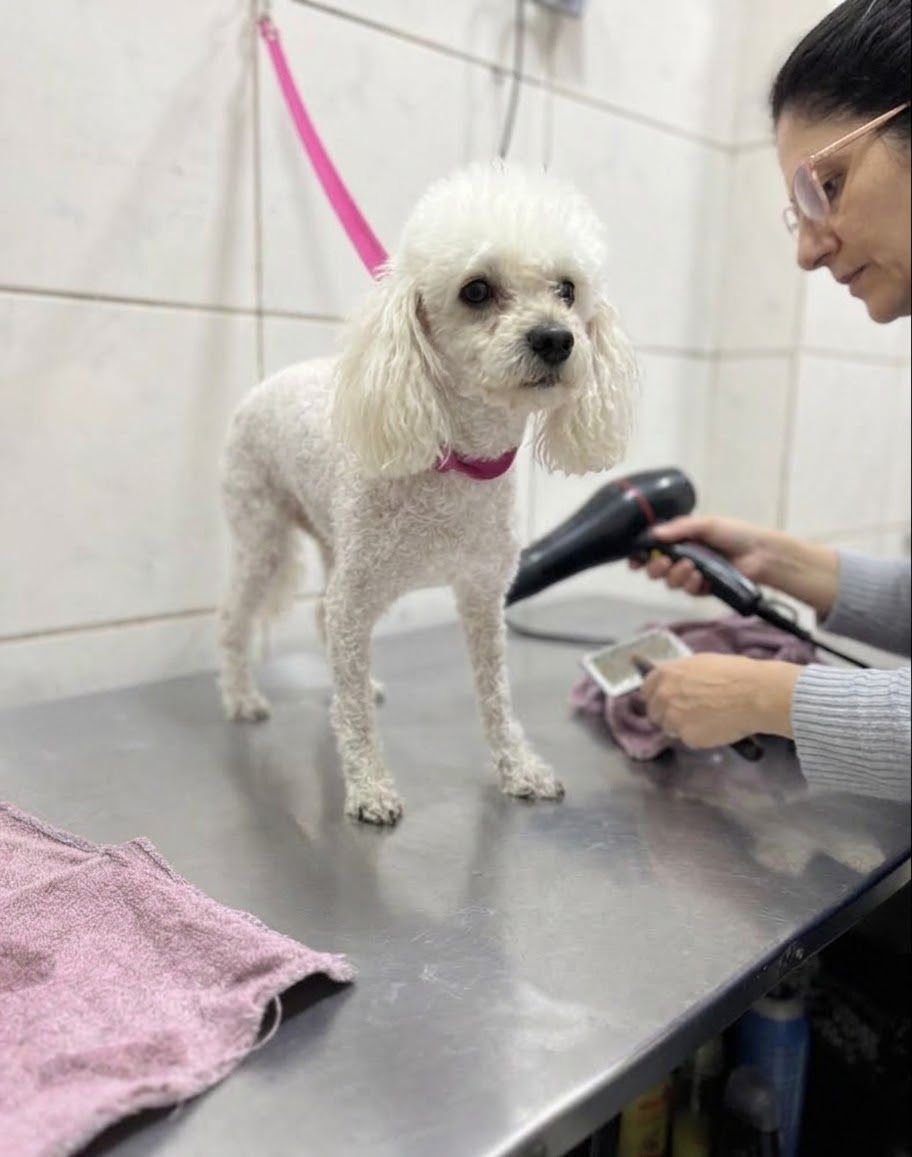 Profesional realizando higiene y estética de un paciente